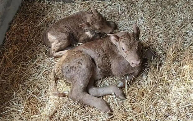 國(guó)內(nèi)首例體細(xì)胞克隆延邊牛誕生！低溫技術(shù)助力瀕危種質(zhì)資源保護(hù)